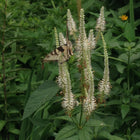 Veronicastrum virginicum - Culver's Root