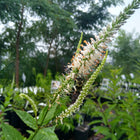 Veronicastrum virginicum - Culver's Root