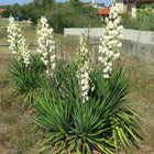 Yucca filamentosa - Common Yucca
