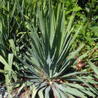 Yucca filamentosa - Common Yucca