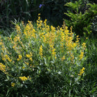 Baptisia tinctoria - Small Yellow Wild Indigo