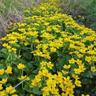 Caltha palustris - Marsh marigold