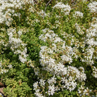 Creeping Sedum