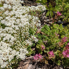 Creeping Sedum