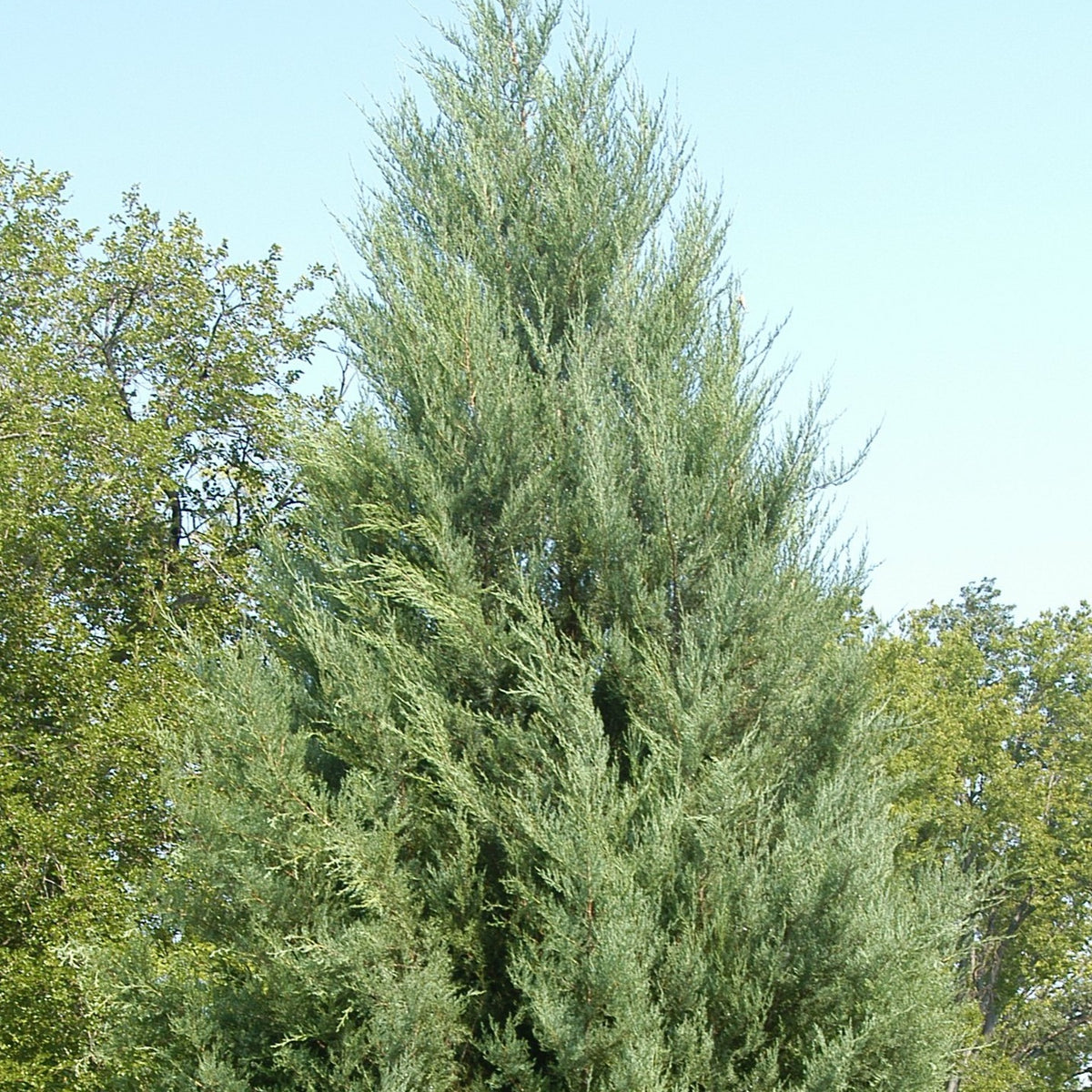 Juniperus Virginiana Eastern Red Cedar Virginia Juniper Gowanus juniperus-virginiana-eastern-red-cedar-virginia-juniper-gowanus