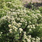 Pycnanthemum virginianum - American mountain mint