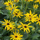 Rudbeckia subtomentosa - Sweet Coneflower