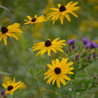 Rudbeckia subtomentosa - Sweet Coneflower
