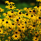Rudbeckia hirta - Black-eyed Susan