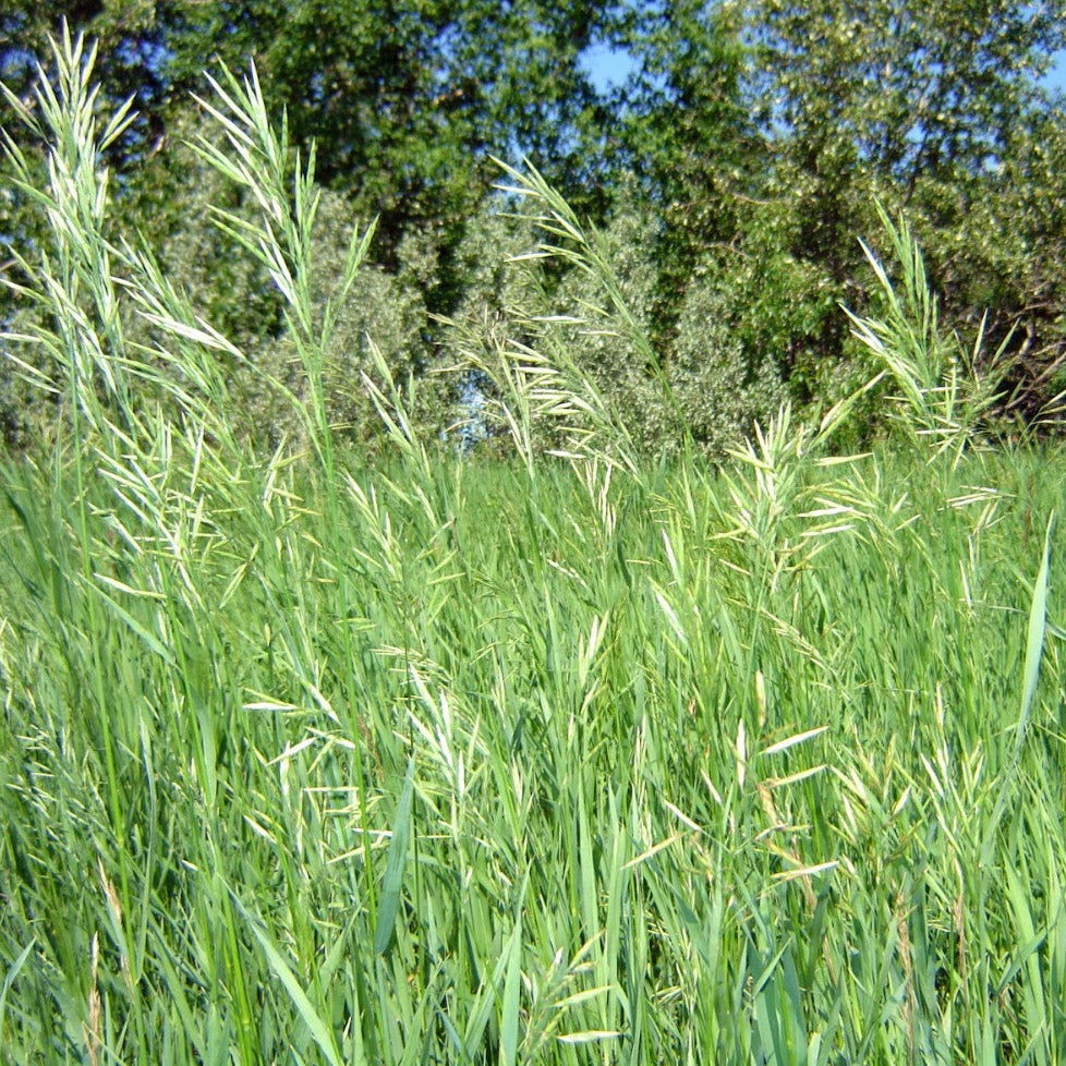 Hierochloe odorata - Sweet Grass – Gowanus Canal Conservancy