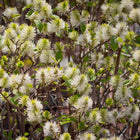 Fothergilla Gardenii - Dwarf Witch-Alder