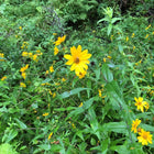 Helianthus divaricatus - Woodland Sunflower