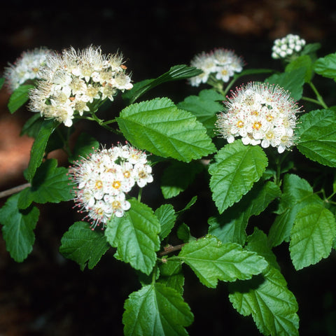 Physocarpus opulifolius - Common Ninebark