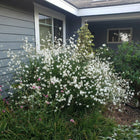 Oenothera lindheimeri - White Gaura
