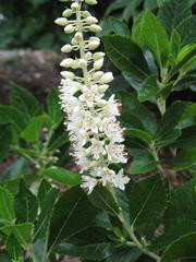 Clethra ainifolia "Sixteen Candles" - Sweet pepperbush