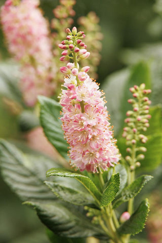 Clethra ainifolia "Ruby Spice"- Sweet pepperbush
