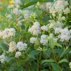 Ceanothus Americanus - New Jersey Tea