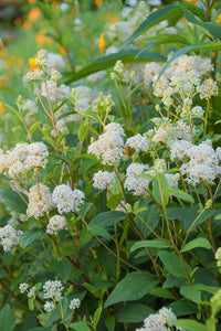 Ceanothus Americanus - New Jersey Tea