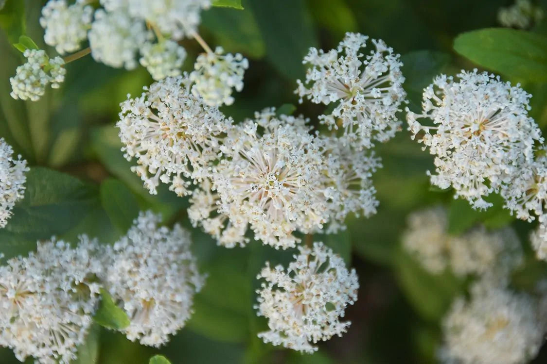 Ceanothus Americanus - New Jersey Tea – Gowanus Canal Conservancy