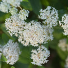 Ceanothus Americanus - New Jersey Tea