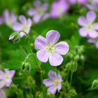Geranium maculatum - Wild Geranium