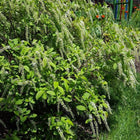 Itea virginica - Virginia Sweetspire