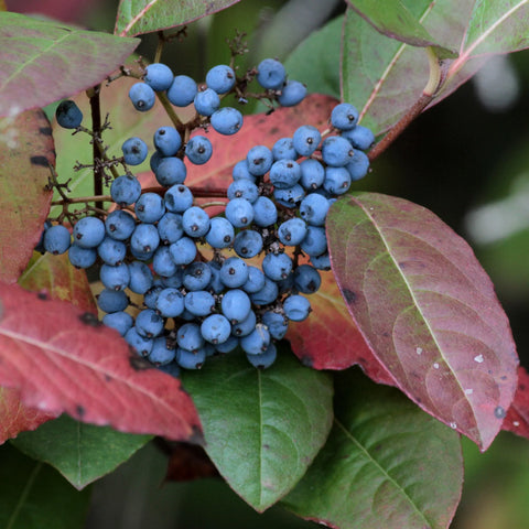 Viburnum nudum - Smooth Witherod