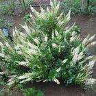 Clethra alnifolia - Sweet pepperbush