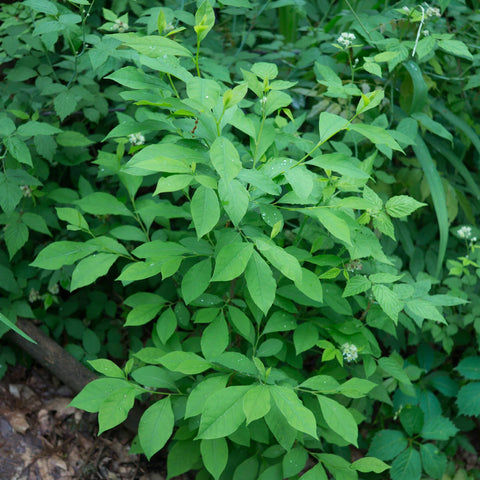 Lindera benzoin - Northern spicebush