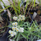 Anaphalis margaritacea -  Pearly Everlasting