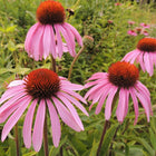 Echinacea pallida - Pale Purple Coneflower
