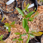 Aronia prunifolia - Purple chokeberry