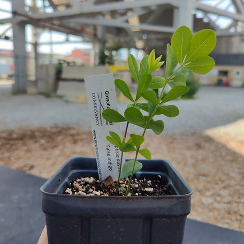 Baptisia australis - Blue False Indigo