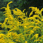 Solidago nemoralis - Gray Goldenrod