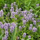 Blephilia ciliata - Downy wood mint