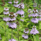 Blephilia ciliata - Downy wood mint