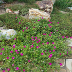 Callirhoe involucrata - Purple Poppy Mallow