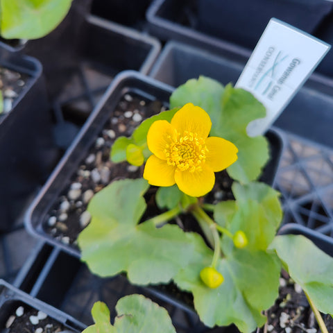 Caltha palustris - Marsh marigold