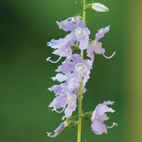 Campanula americana - American Bellflower