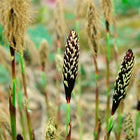 Carex plantaginea - Seersucker sedge