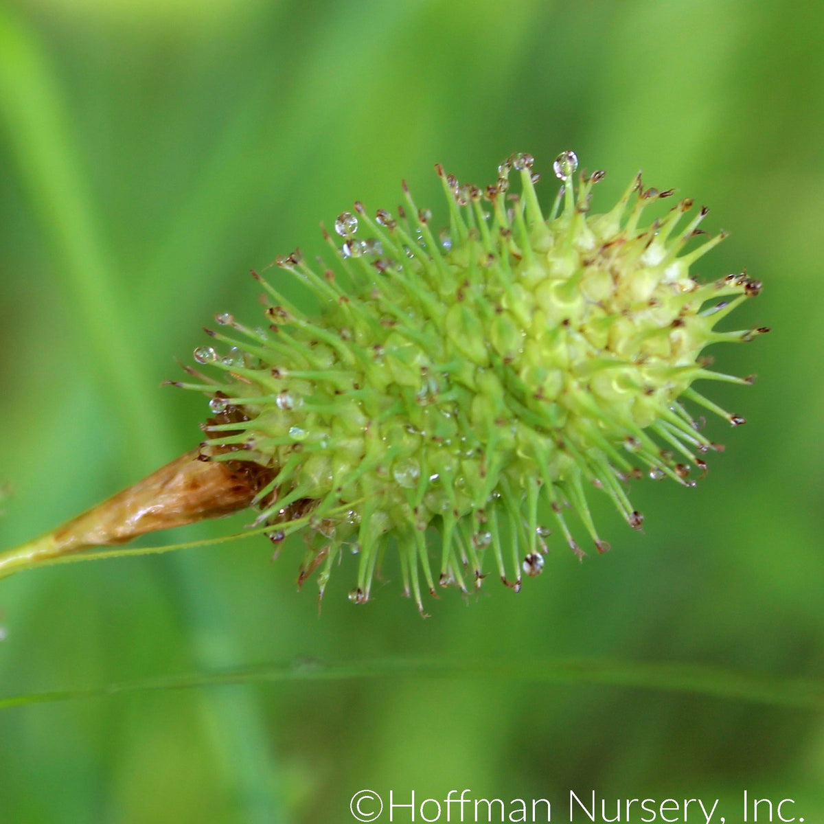 Carex squarrosa - Narrow-leaved Cattail Sedge – Gowanus Canal Conservancy