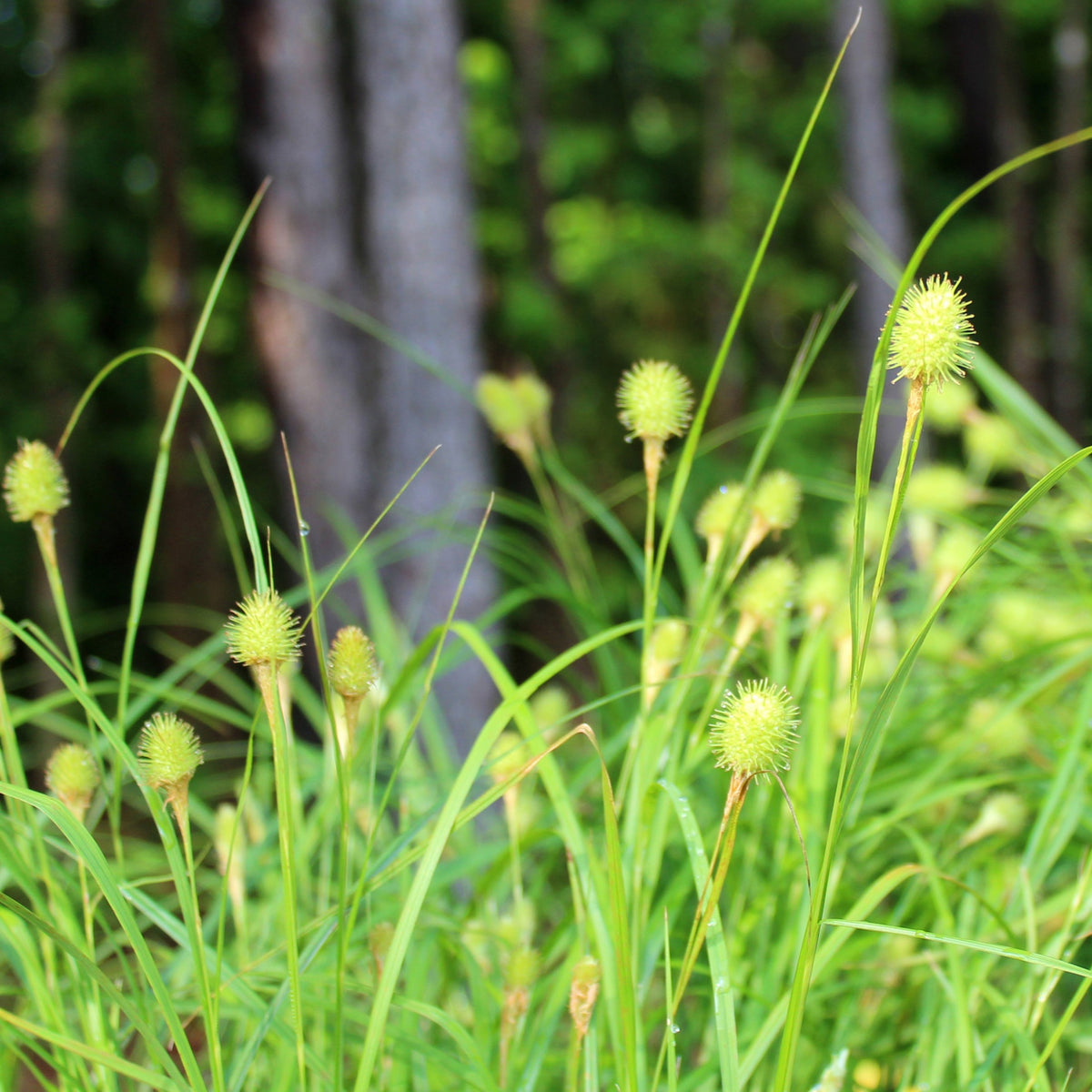 Carex squarrosa - Narrow-leaved Cattail Sedge – Gowanus Canal Conservancy