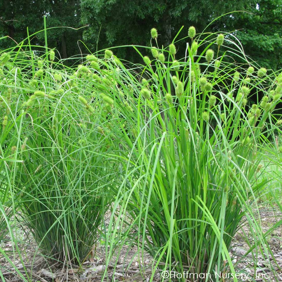 Carex squarrosa - Narrow-leaved Cattail Sedge – Gowanus Canal Conservancy