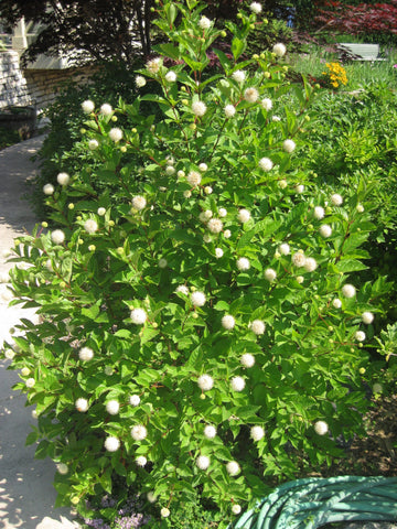 Cephalanthus Occidentalis "Sugar Shack" - Buttonbush