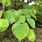 Cercis canadensis - Eastern Redbud