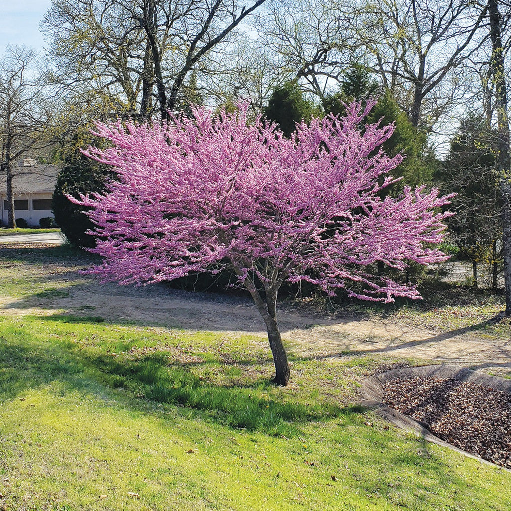 Cercis canadensis - Eastern Redbud – Gowanus Canal Conservancy