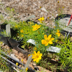 Coreopsis verticillata - Threadleaf Tickseed
