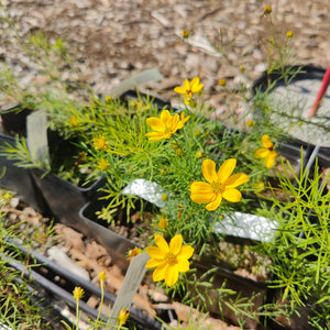 Coreopsis verticillata - Threadleaf Tickseed