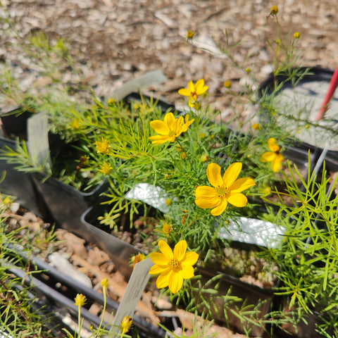 Coreopsis verticillata - Threadleaf Tickseed