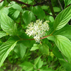 Cornus sericea - Red Twig Dogwood
